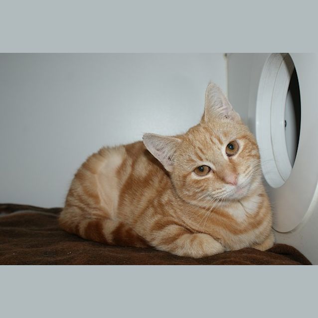 Photo of Amigo Sta002602