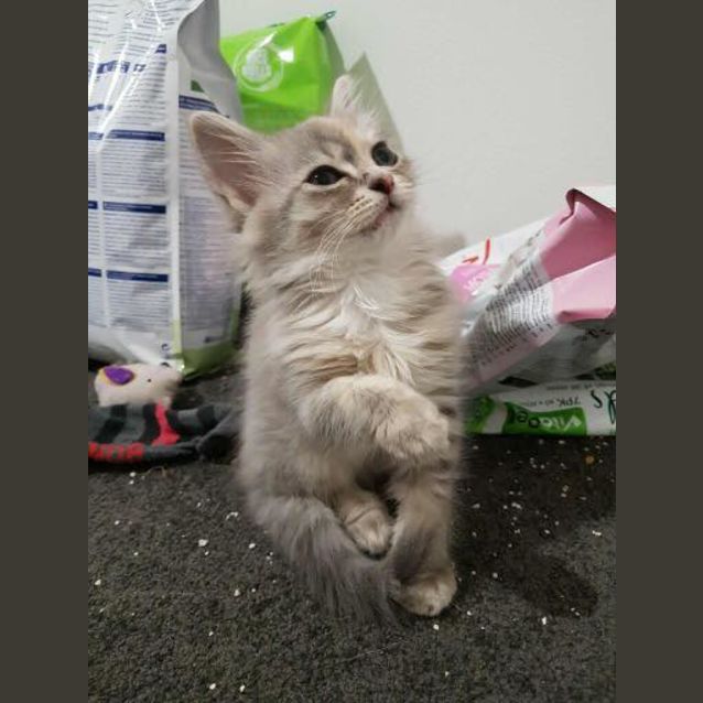 Photo of Bellatrix 