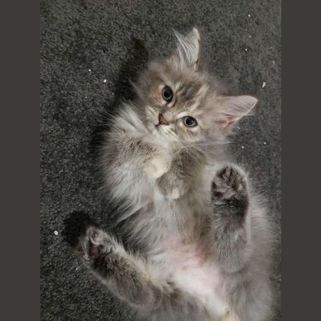 Photo of Hermione 