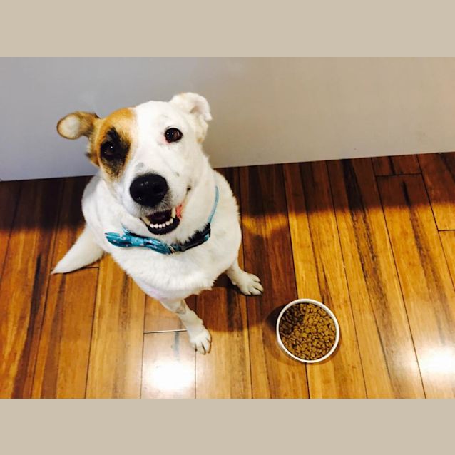 Photo of Gemma ~ Cattle Dog X (On Trial 24/7/18)