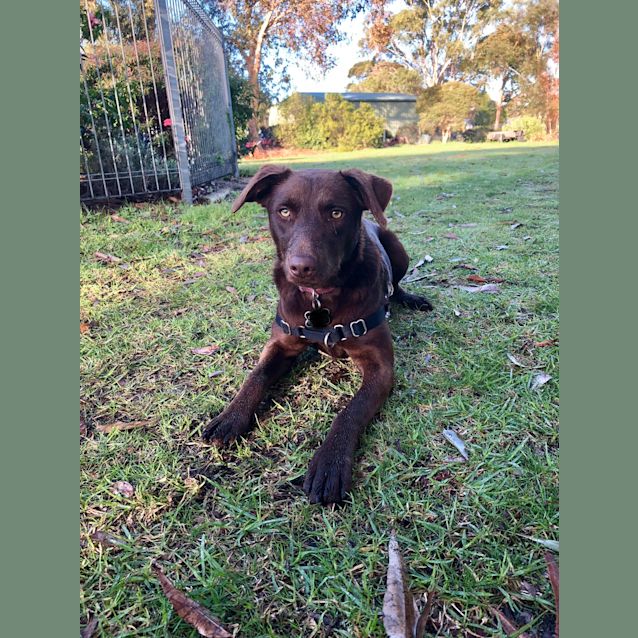 Photo of Annie (Assisted Rehome)