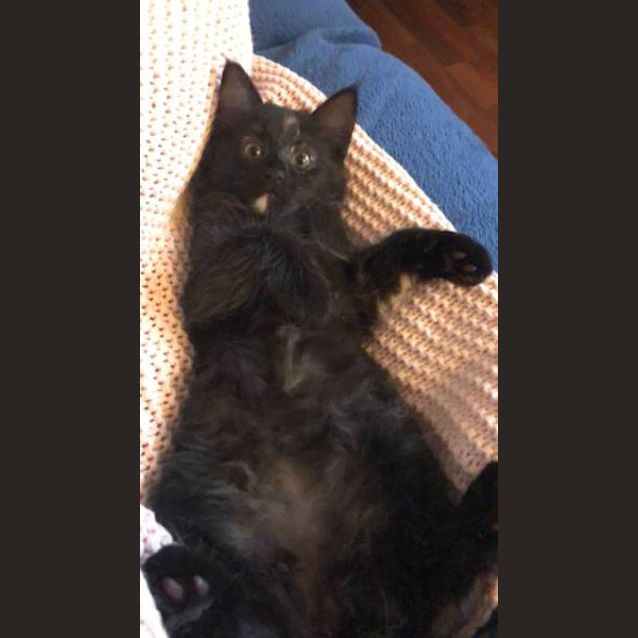 Photo of Pepper