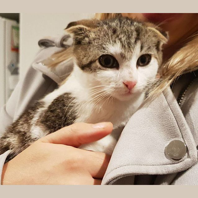 Photo of Ak2641   Scottie