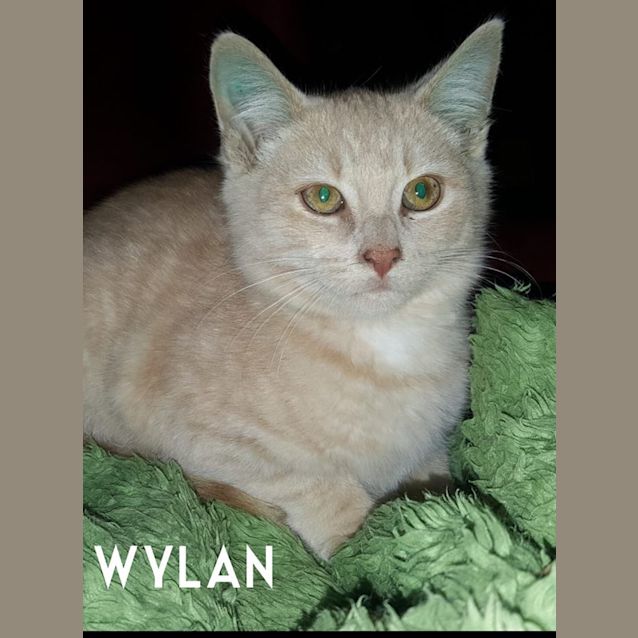 Photo of Wylan