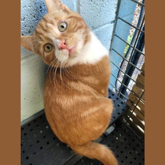 Photo of Lovable Basil