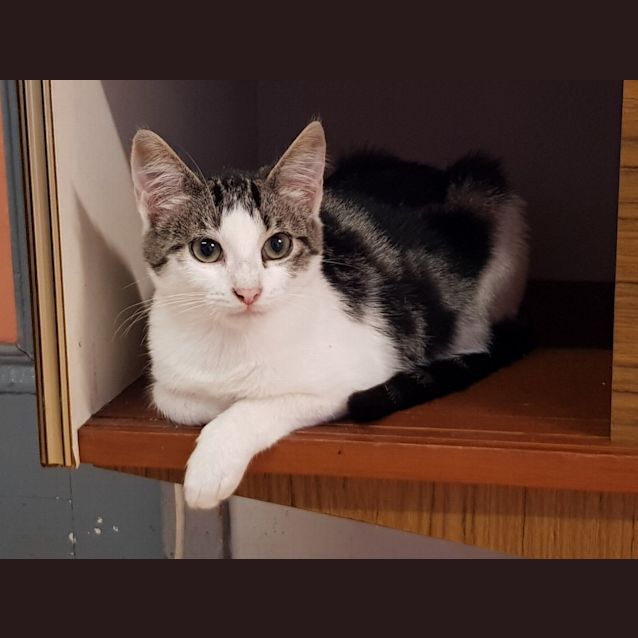 Photo of Gorgeous George  Looking For A Foster Home