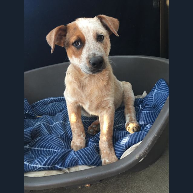 Photo of Cookie 