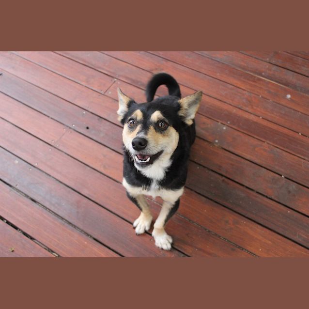 Photo of Little O Man Ollie