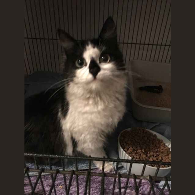 Photo of Fluffy