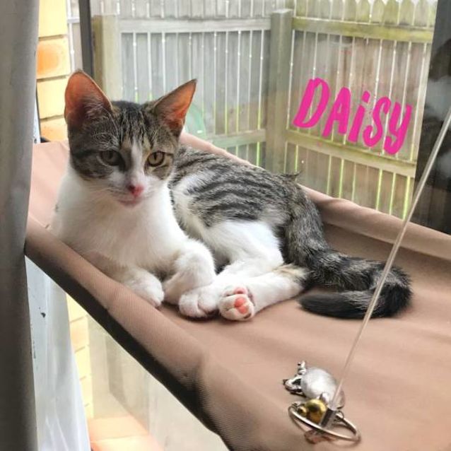 Photo of Daisy