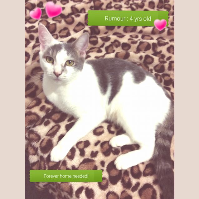 Photo of Rumour 