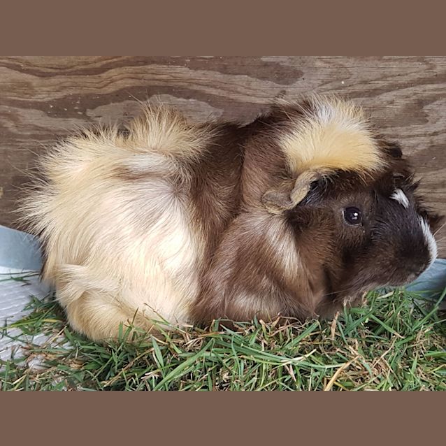 Photo of Hershey