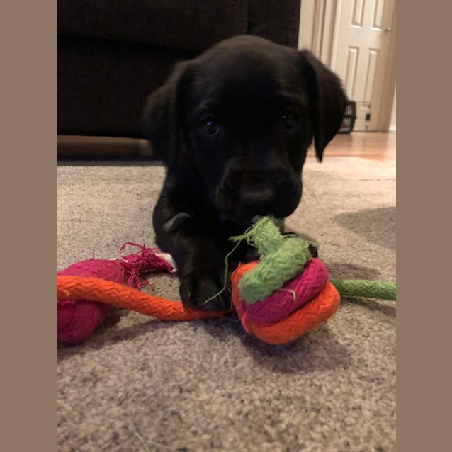 Photo of Rebel
