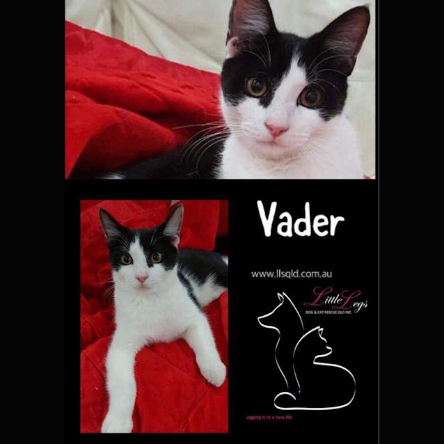 Photo of Vader