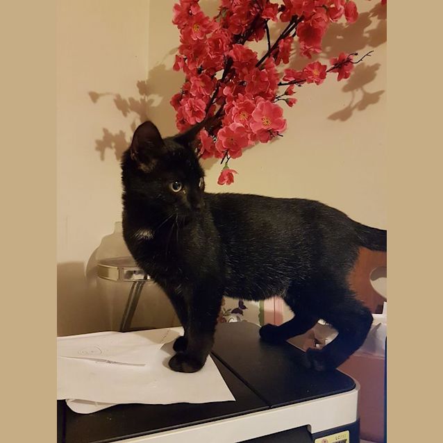 Photo of Pepper