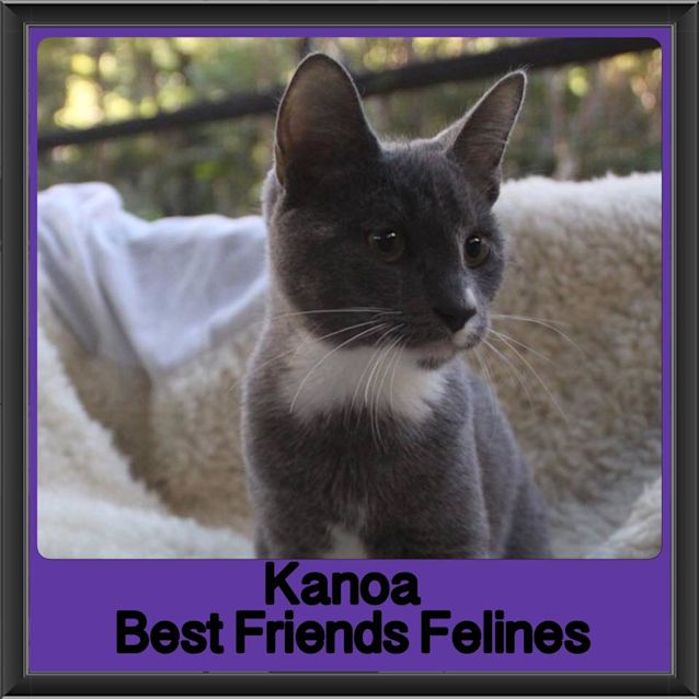 Photo of Kanoa 