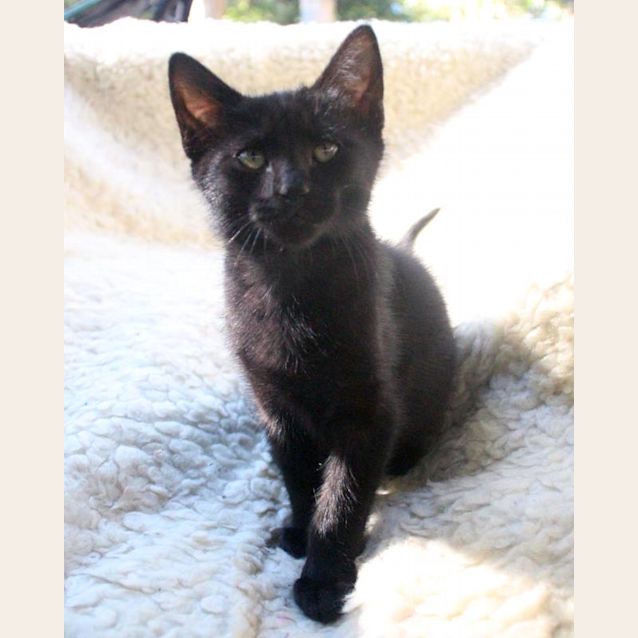 Photo of Albus 