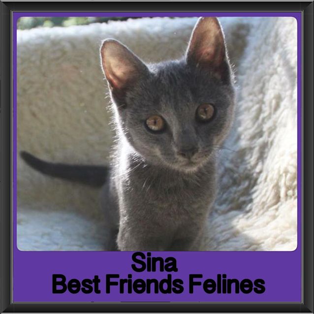 Photo of Sina