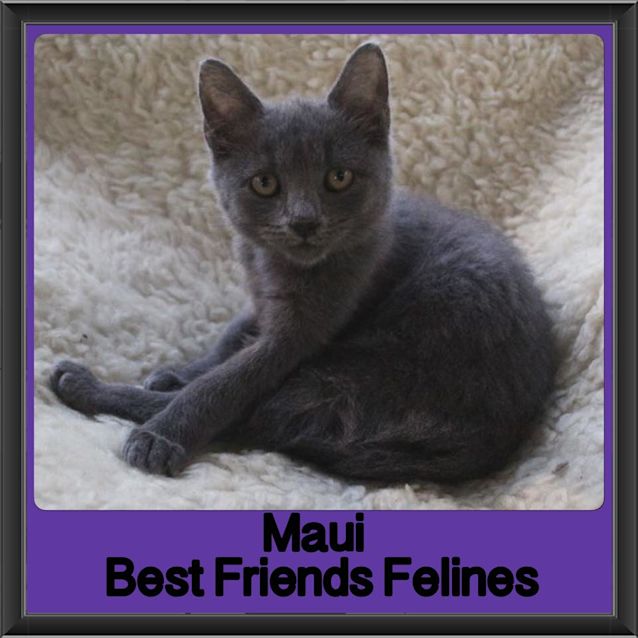 Photo of Maui