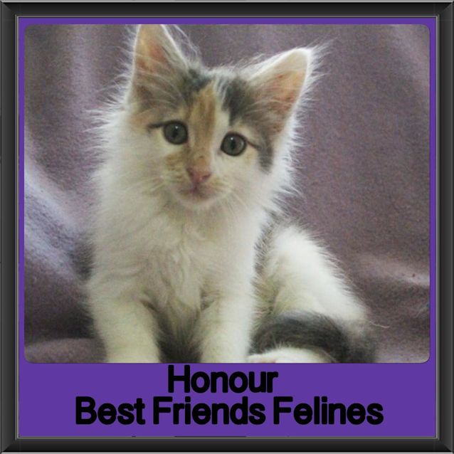Photo of Honour 