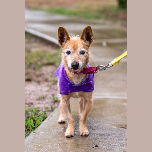 Photo of Chester