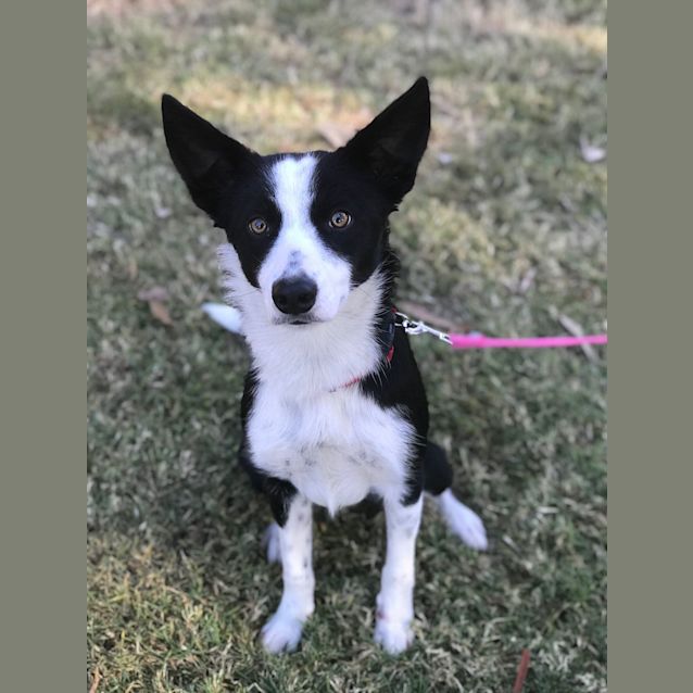 Photo of Willow 