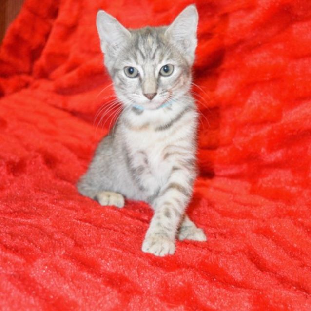 Photo of Dollie   C3283   Adoption Pending