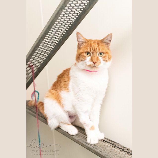 Photo of Patrice (1975)