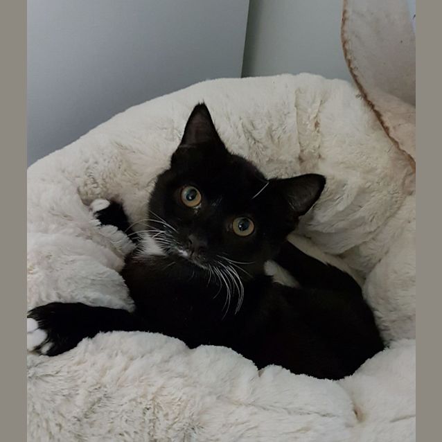 Photo of Socks