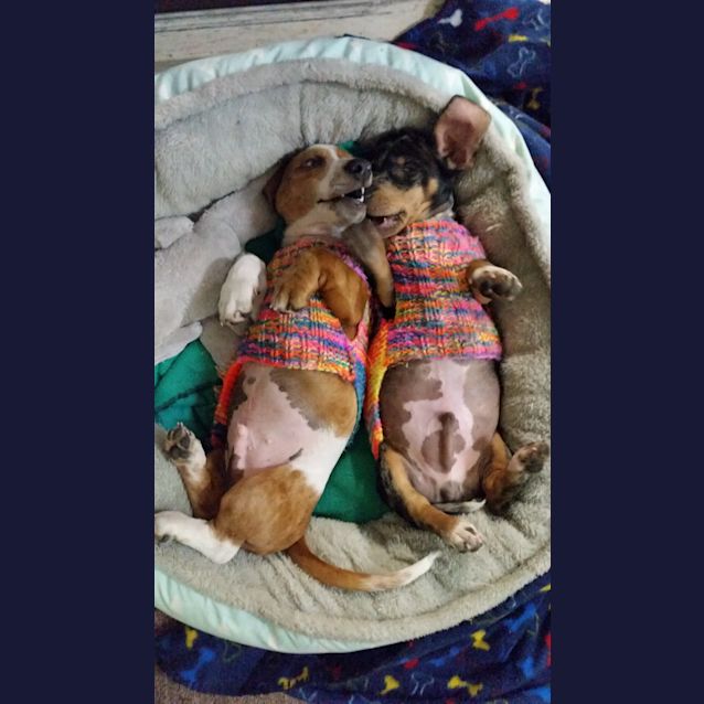 Photo of Dash And Charlie