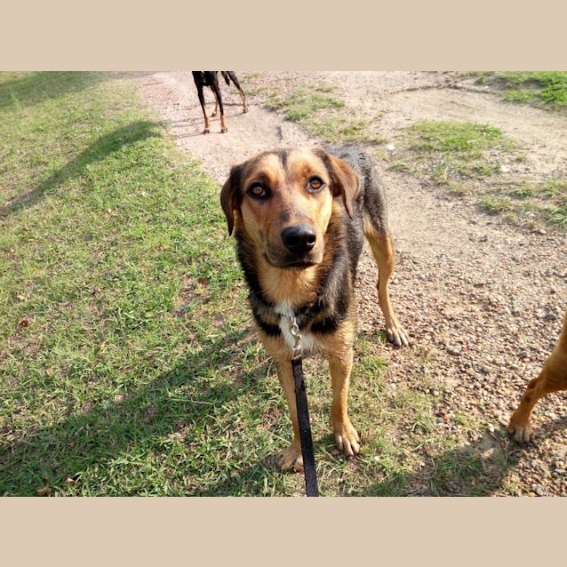 Photo of Maroon ~ Huntaway X Kelpie (On Trial 23/12/18)