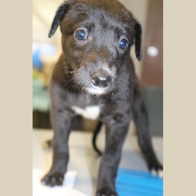 Photo of Stella
