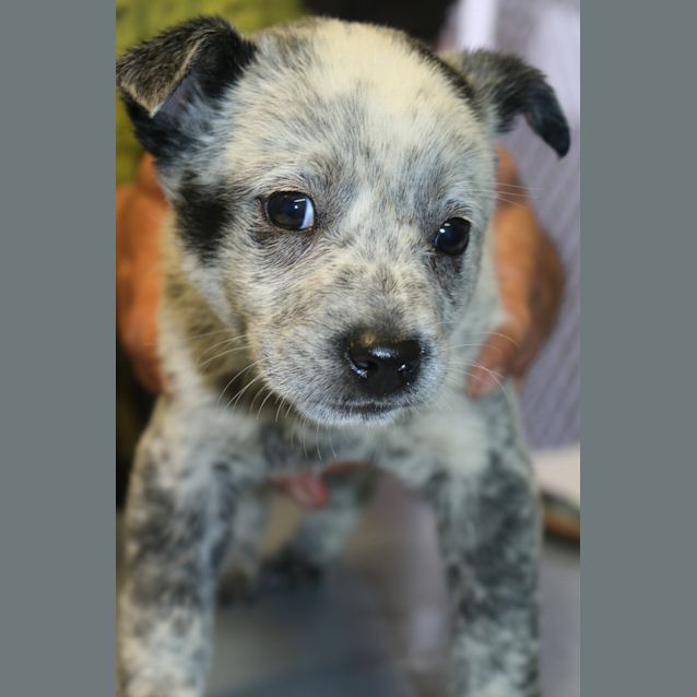 Photo of Nellie
