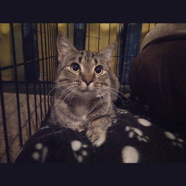 Photo of Autumn The Sweet Brown Torbie Cat