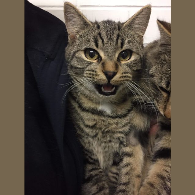 Photo of Horatio