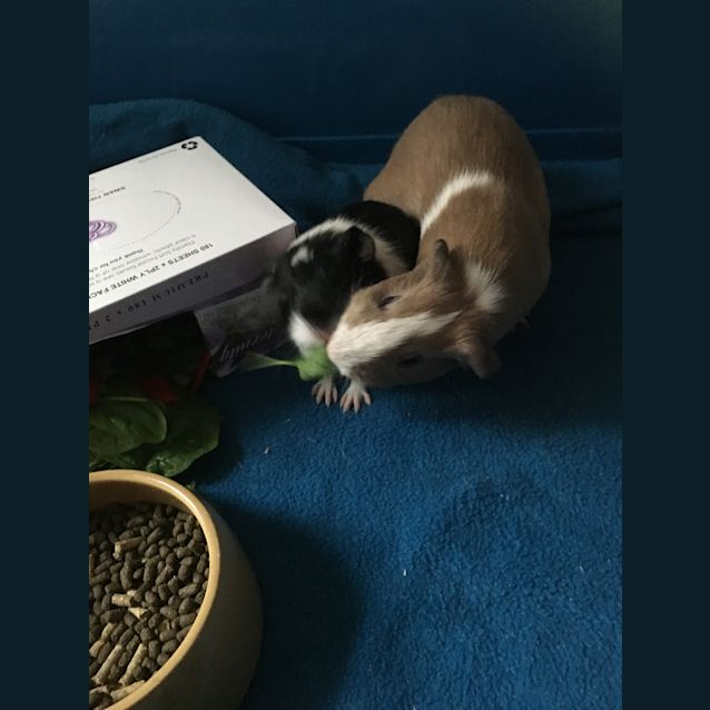 Photo of Melaleuca & Baby 