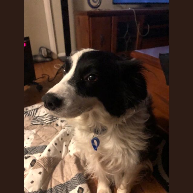 Photo of Bella ~ Border Collie (On Trial 18/6/2018)