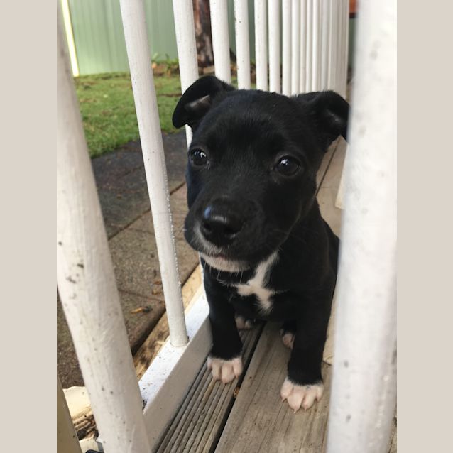 Photo of Indie