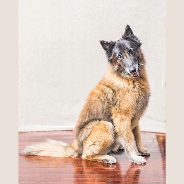 Photo of Simba Db327