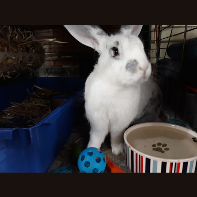 Photo of Bfg Or Biffy