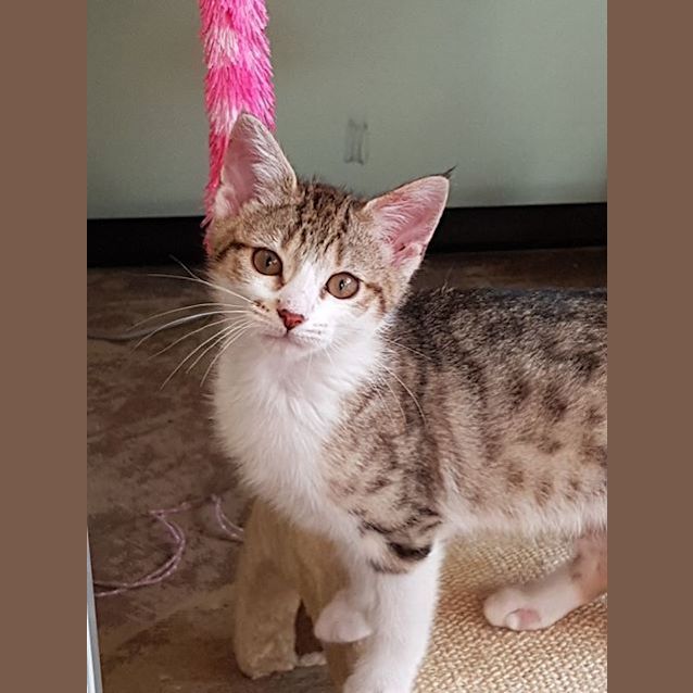 Photo of Princess Ariel **2nd Chance Cat Rescue**
