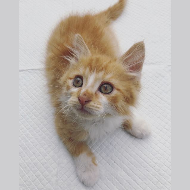 Photo of Captain Orange