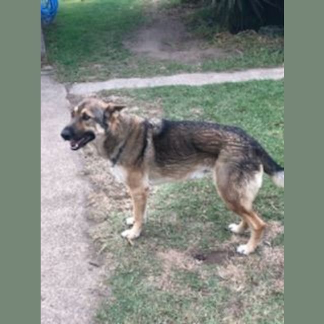 Photo of Barney   Meet And Greet Organised