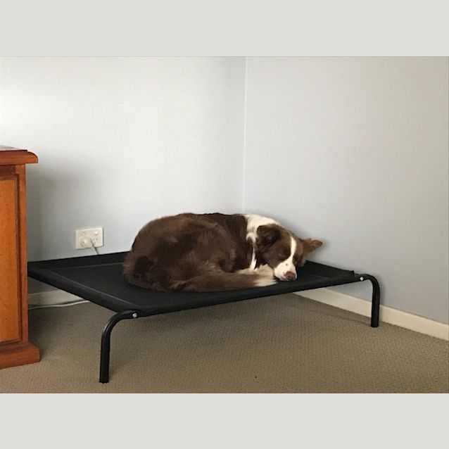 Photo of Marley ~ Border Collie (On Trial 24 /6/2018)