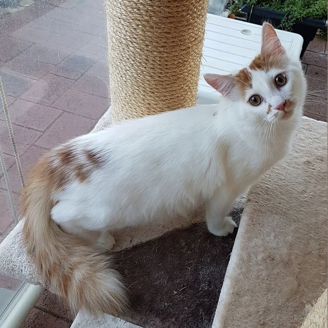 Photo of Kimber C1490   On Trial 26/06/18