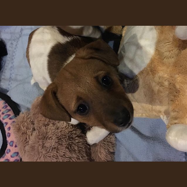 Photo of Cookie
