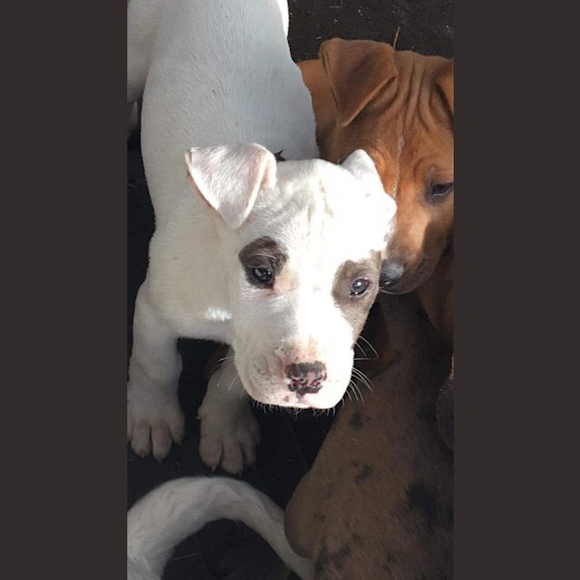 Photo of Patch