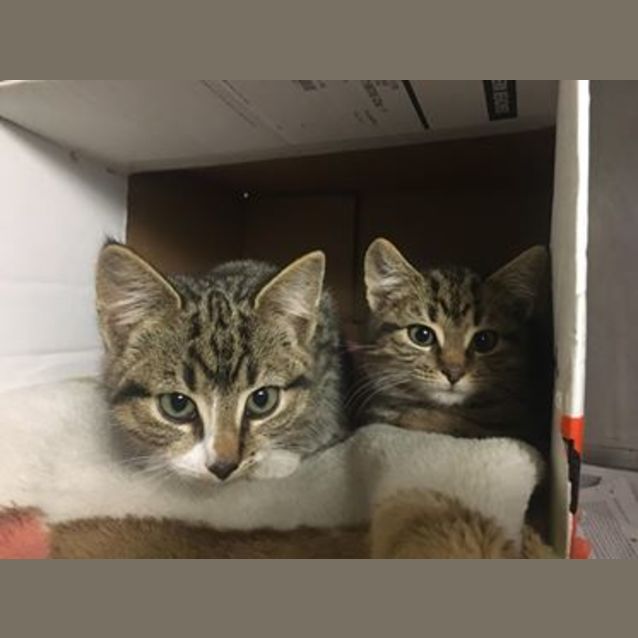 Photo of Hanz And Sven