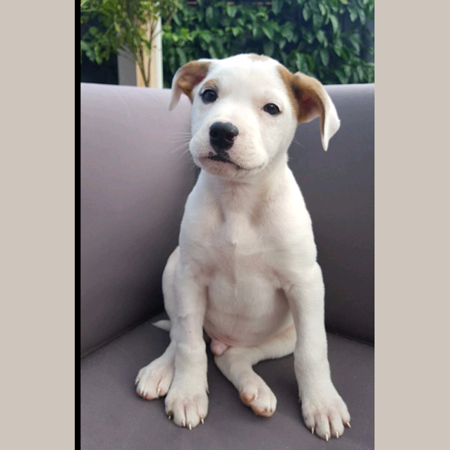 Photo of Nemo