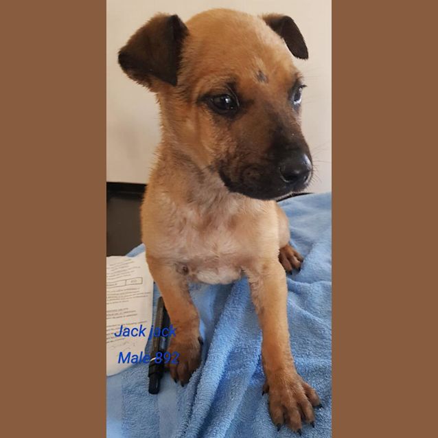Photo of Jack Jack 